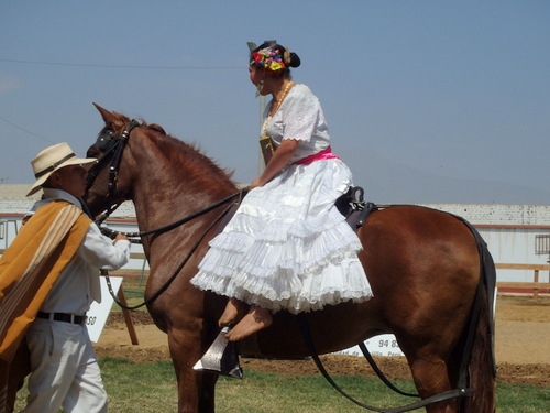 Peruvian Step Horse Show.